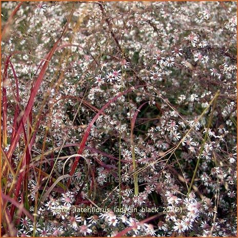 Aster lateriflorus 'Lady in Black' | Aster | Waagerechte Herbst-Aster