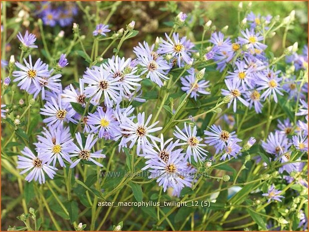 Aster macrophyllus 'Twilight' | Aster | Großblättrige Aster