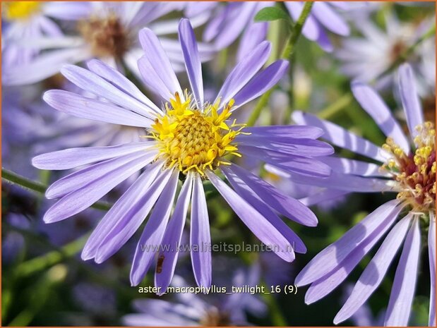 Aster macrophyllus 'Twilight' | Aster | Großblättrige Aster