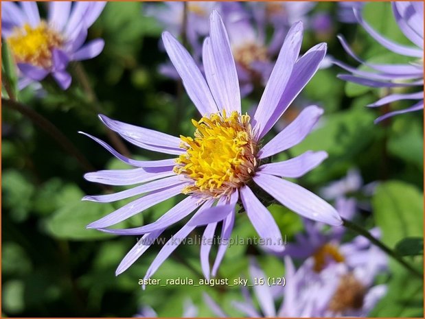 Aster radula 'August Sky' | Aster | Raspel-Aster