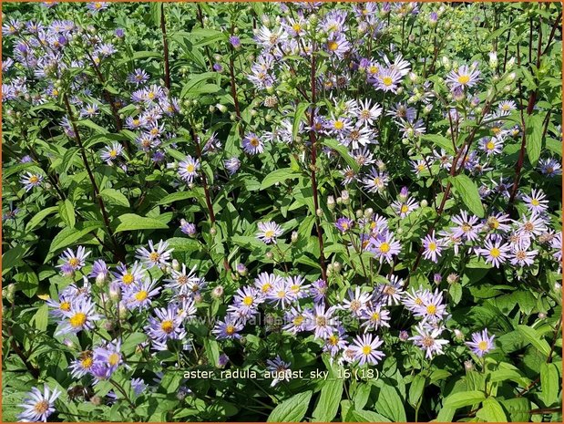 Aster radula 'August Sky' | Aster | Raspel-Aster