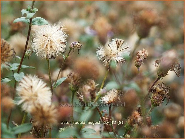 Aster radula 'August Sky' | Aster | Raspel-Aster