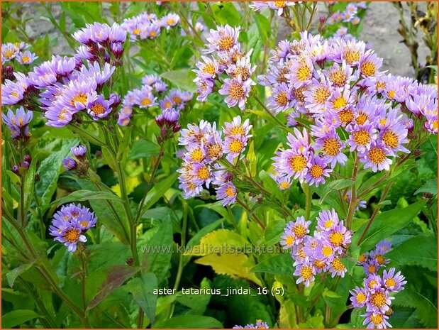 Aster tataricus 'Jindai' | Aster | Tatarische Aster