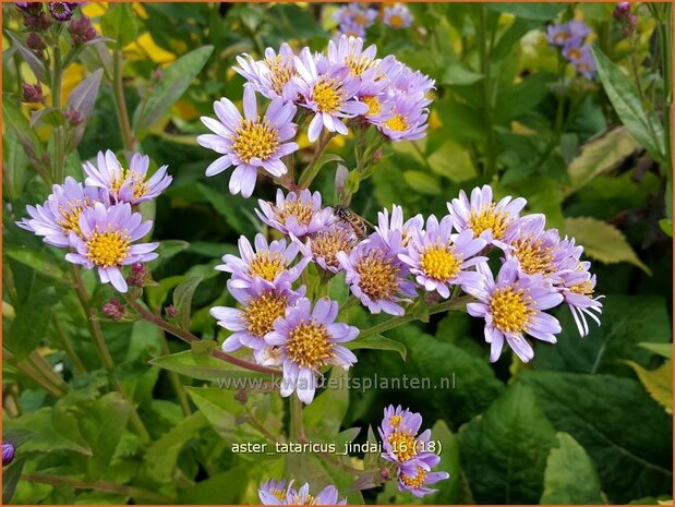 Aster tataricus 'Jindai' | Aster | Tatarische Aster