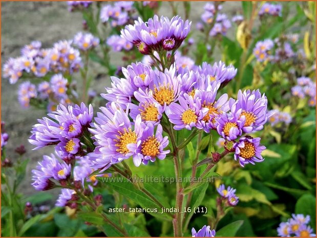 Aster tataricus 'Jindai' | Aster | Tatarische Aster