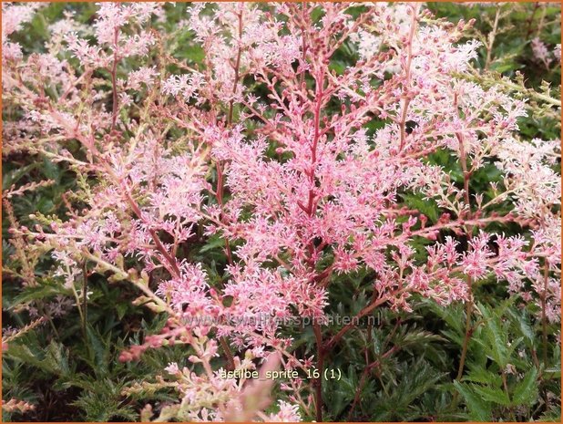 Astilbe 'Sprite' | Pluimspirea, Spirea | Prachtspiere