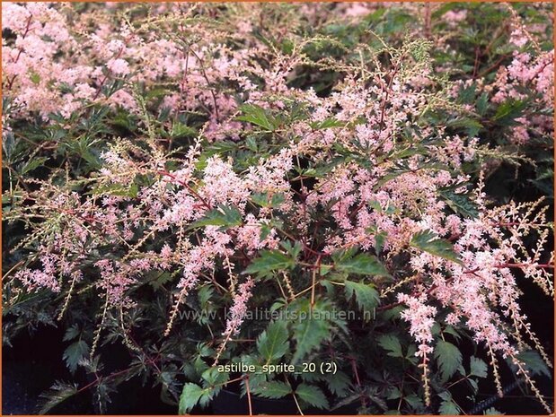 Astilbe 'Sprite' | Pluimspirea, Spirea | Prachtspiere