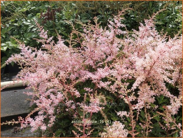 Astilbe 'Sprite' | Pluimspirea, Spirea | Prachtspiere