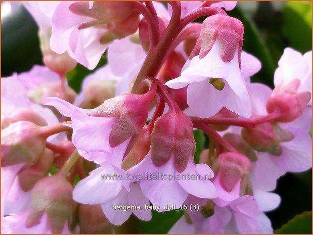 Bergenia 'Baby Doll' | Schoenlappersplant, Olifantsoor | Bergenie