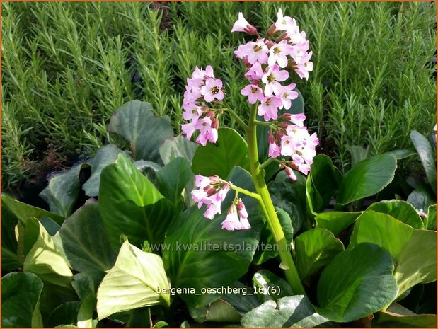 Bergenia 'Oeschberg' | Schoenlappersplant, Olifantsoor | Bergenie