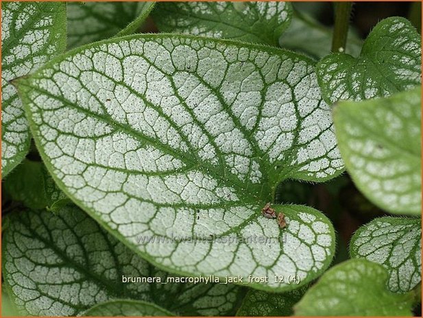 Brunnera macrophylla 'Jack Frost' | Kaukasische vergeet-mij-nietje, Vast vergeet-mij-nietje | Kaukasusvergissmeinnich