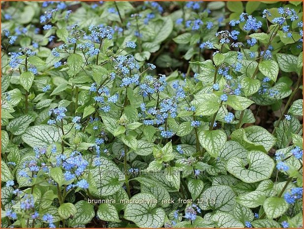 Brunnera macrophylla 'Jack Frost' | Kaukasische vergeet-mij-nietje, Vast vergeet-mij-nietje | Kaukasusvergissmeinnich