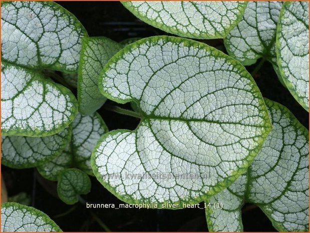 Brunnera macrophylla 'Silver Heart' | Kaukasische vergeet-mij-nietje, Vast vergeet-mij-nietje | Kaukasusvergissme