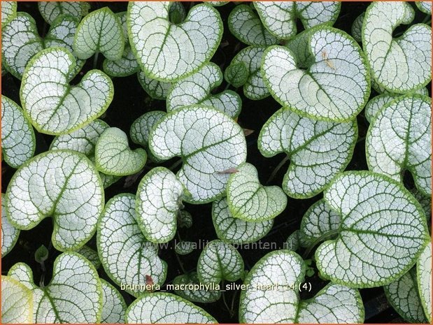 Brunnera macrophylla 'Silver Heart' | Kaukasische vergeet-mij-nietje, Vast vergeet-mij-nietje | Kaukasusvergissme