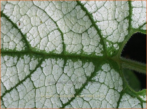 Brunnera macrophylla 'Silver Heart' | Kaukasische vergeet-mij-nietje, Vast vergeet-mij-nietje | Kaukasusvergissme