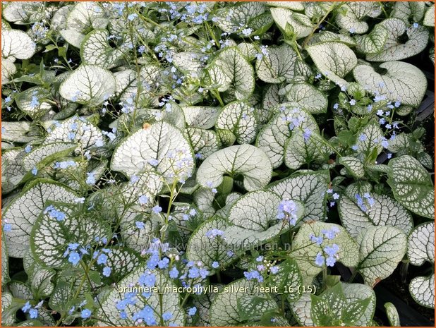 Brunnera macrophylla 'Silver Heart' | Kaukasische vergeet-mij-nietje, Vast vergeet-mij-nietje | Kaukasusvergissme