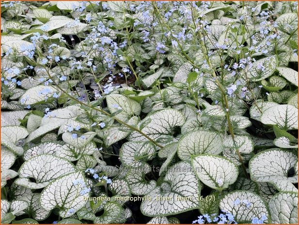 Brunnera macrophylla 'Silver Heart' | Kaukasische vergeet-mij-nietje, Vast vergeet-mij-nietje | Kaukasusvergissme