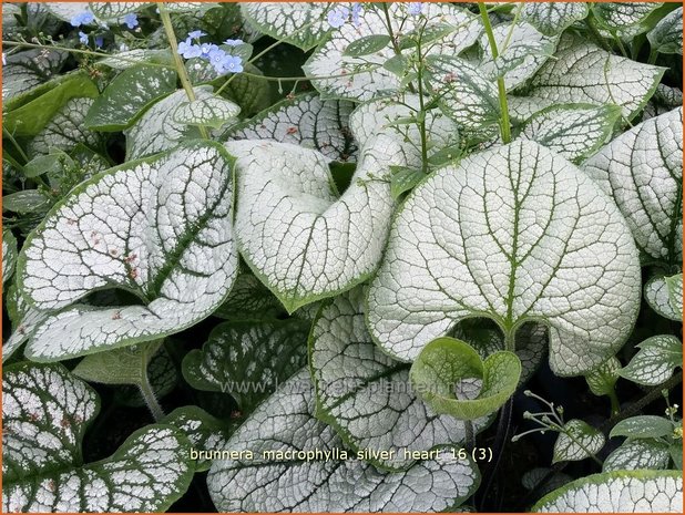 Brunnera macrophylla 'Silver Heart' | Kaukasische vergeet-mij-nietje, Vast vergeet-mij-nietje | Kaukasusvergissme