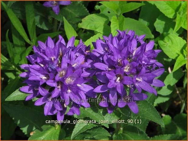 Campanula glomerata 'Joan Elliott' | Kluwenklokje, Klokjesbloem | Knäuel-Glockenblume