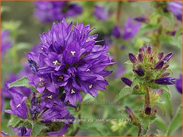 Campanula glomerata 'Joan Elliott' | Kluwenklokje, Klokjesbloem | Knäuel-Glockenblume