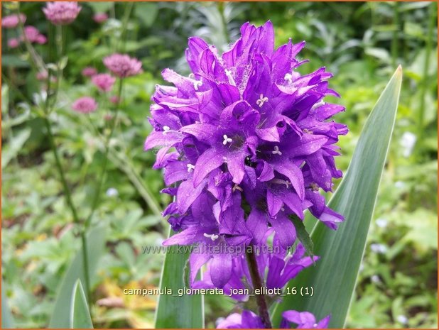 Campanula glomerata 'Joan Elliott' | Kluwenklokje, Klokjesbloem | Knäuel-Glockenblume