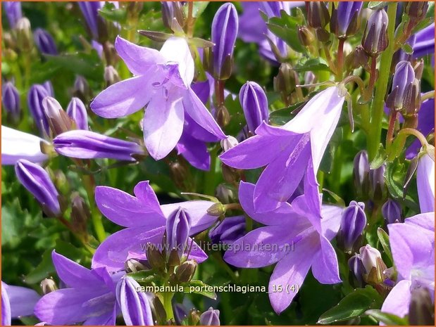 Campanula portenschlagiana | Dalmatieklokje, Klokjesbloem | Polster-Glockenblume