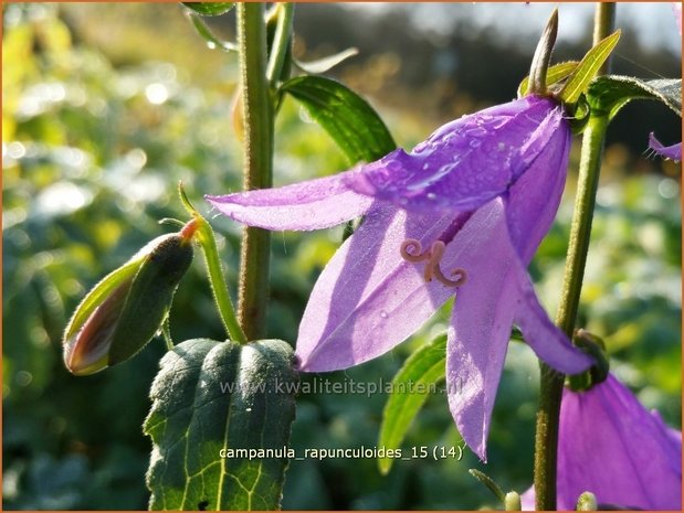 Campanula rapunculoides | Akkerklokje, Klokjesbloem | Acker-Glockenblume