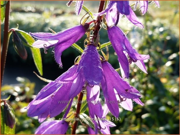 Campanula rapunculoides | Akkerklokje, Klokjesbloem | Acker-Glockenblume