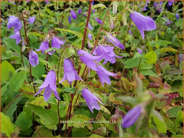 Campanula rapunculoides | Akkerklokje, Klokjesbloem | Acker-Glockenblume