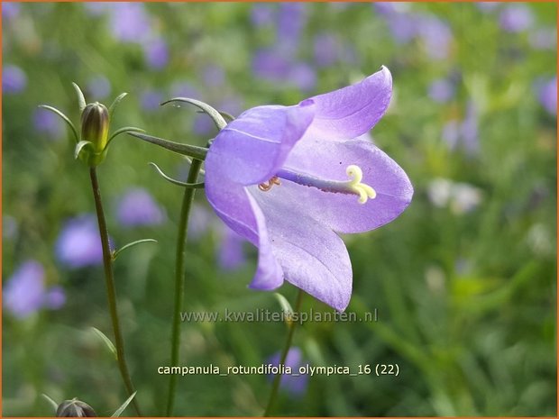 Campanula rotundifolia 'Olympica' | Grasklokje, Klokjesbloem | Rundblättrige Glockenblume