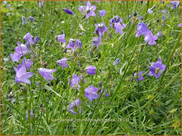 Campanula rotundifolia 'Olympica' | Grasklokje, Klokjesbloem | Rundblättrige Glockenblume