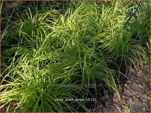 Carex elata 'Aurea' | Stijve zegge, Zegge | Steife Segge