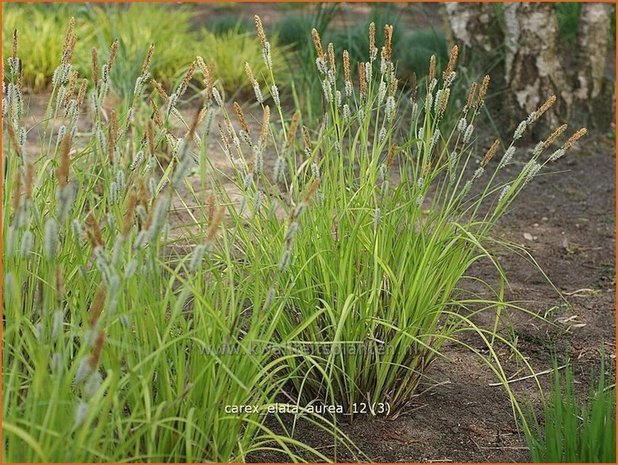 Carex elata 'Aurea' | Stijve zegge, Zegge | Steife Segge