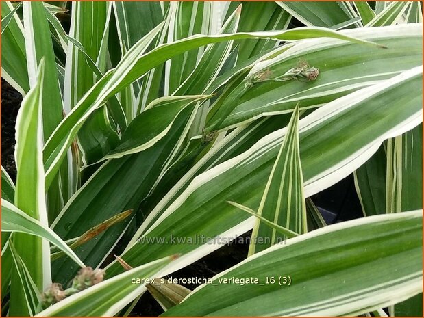 Carex siderosticha 'Variegata' | Breedbladzegge, Zegge