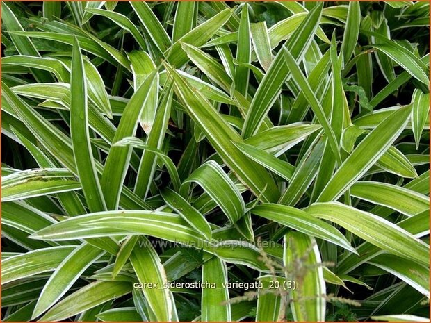 Carex siderosticha 'Variegata' | Breedbladzegge, Zegge