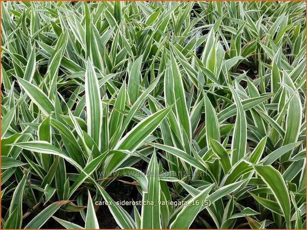 Carex siderosticha 'Variegata' | Breedbladzegge, Zegge