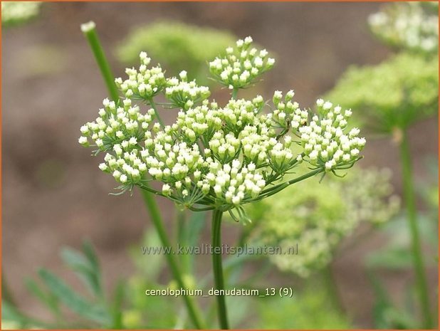 Cenolophium denudatum | Baltische peterselie | Baltische Petersilie