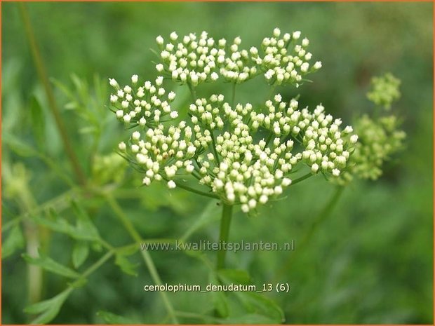 Cenolophium denudatum | Baltische peterselie | Baltische Petersilie