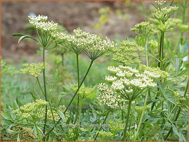 Cenolophium denudatum | Baltische peterselie | Baltische Petersilie