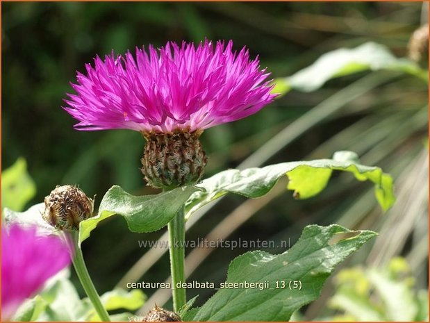 Centaurea dealbata 'Steenbergii' | Korenbloem, Centaurie | Kaukasus-Flockenblume