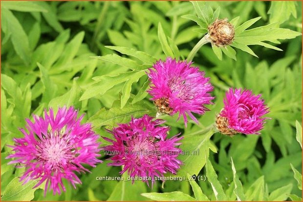 Centaurea dealbata 'Steenbergii' | Korenbloem, Centaurie | Kaukasus-Flockenblume