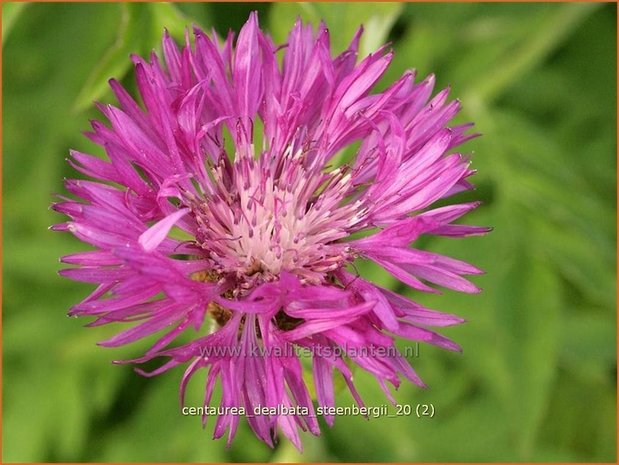 Centaurea dealbata 'Steenbergii' | Korenbloem, Centaurie | Kaukasus-Flockenblume