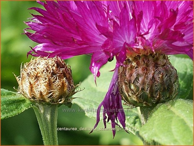 Centaurea dealbata 'Steenbergii' | Korenbloem, Centaurie | Kaukasus-Flockenblume