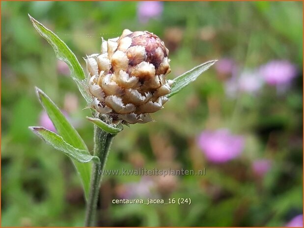 Centaurea jacea | Zwart knoopkruid, Knoopkruid, Centaurie | Wiesen-Flockenblume