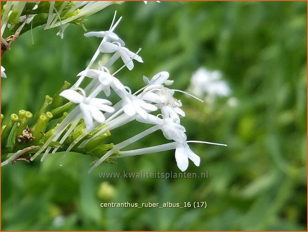 Centranthus ruber 'Albus' | Spoorbloem, Rode valeriaan | Spornblume