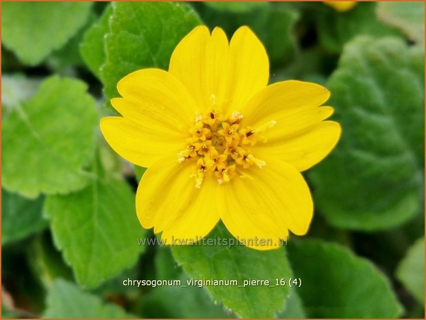 Chrysogonum virginianum 'Pierre' | Goudkorfje | Virginia-Goldkörbchen