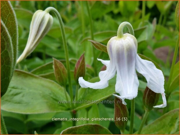 Clematis integrifolia 'Gletschereis' | Struikclematis, Bosrank, Clematis | Krautige Waldrebe | Blue Clematis