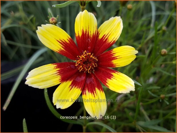 Coreopsis 'Bengal Tiger' | Meisjesogen | Mädchenauge