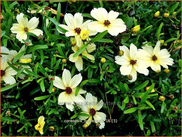 Coreopsis 'Buttermilk' | Meisjesogen | Mädchenauge