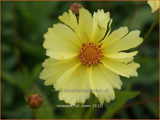 Coreopsis 'Full Moon' | Meisjesogen | Mädchenauge